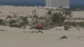 Angelica-Foulard fra ...